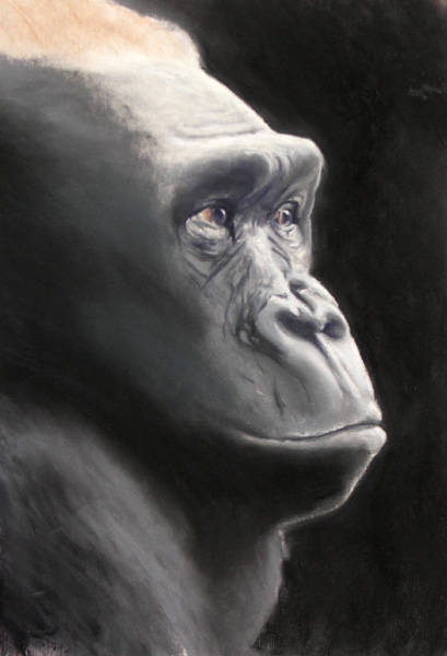 Gorilla, Soft Pastel on Wallis Paper, 12x18, 2006.