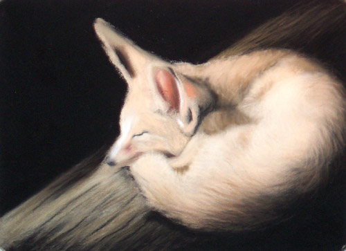 Fox, Soft Pastel, 2007.