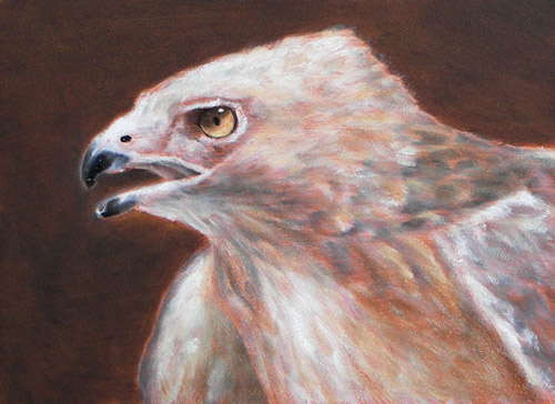 Hawk, Oils, 5x7, 2007.