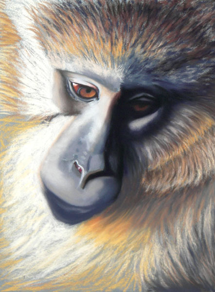 Monkey, Soft Pastel on La Carte, 9x12, 2007.