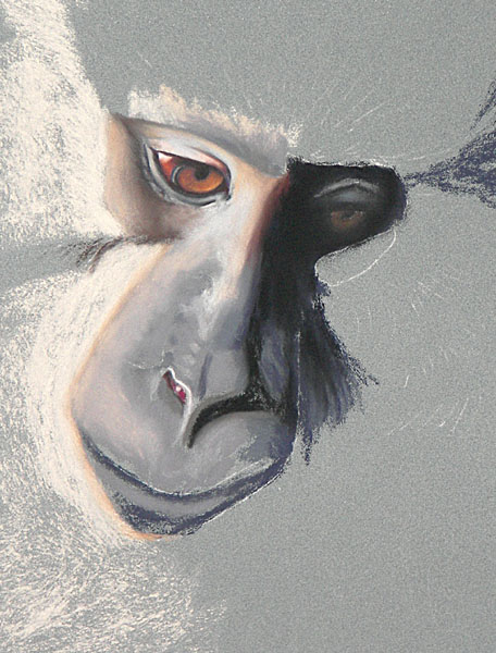 Monkey, Soft Pastel on La Carte, 9x12, 2007.