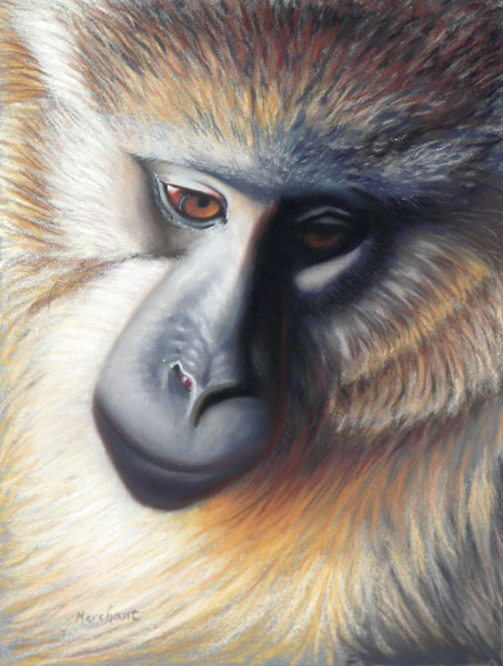 Monkey, Soft Pastel on La Carte, 9x12, 2007.