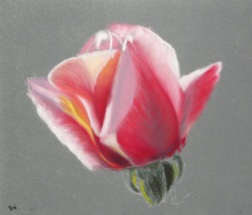 Rose Pastel, Soft Pastel on La Carte, 9x11, 2007.