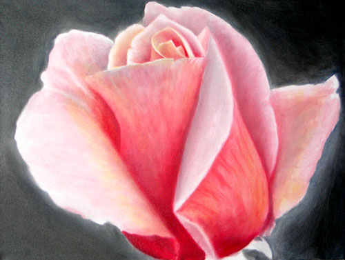 Rose Macro, Oils, 18x24, 2007.