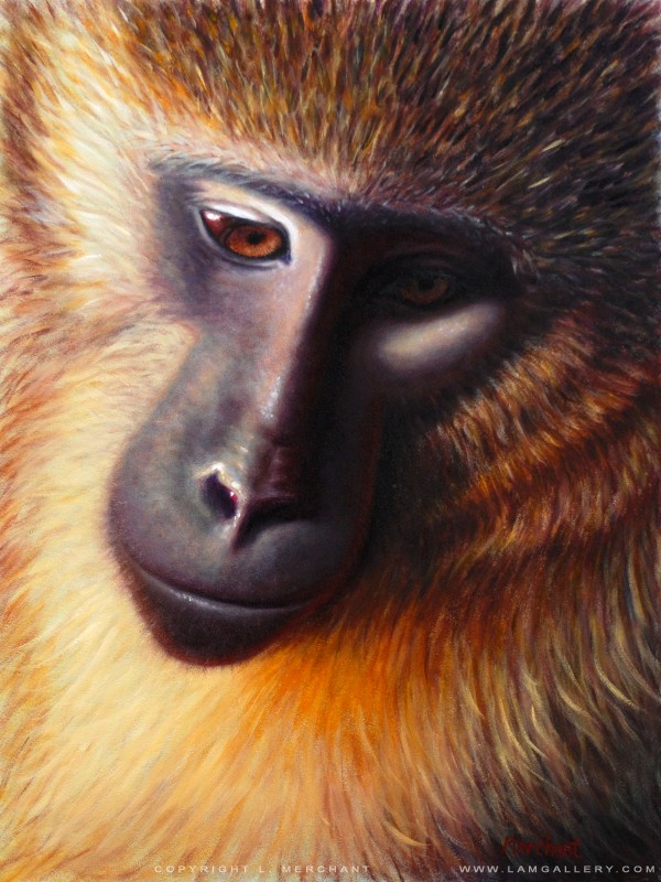 Golden Monkey, Oils, 2009.