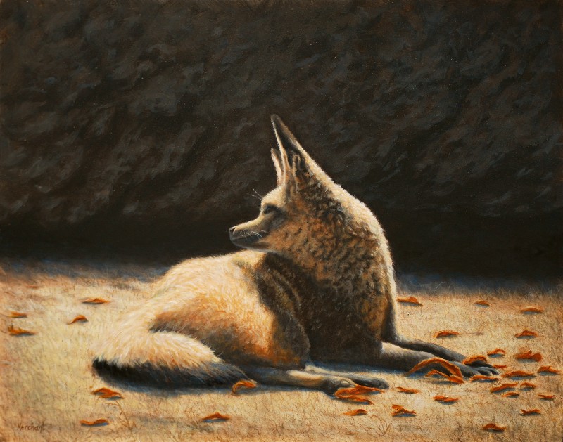 Sunny Spot - Bat-Eared Fox, Oil, 2010.
