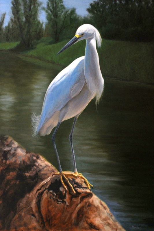 Egret on the Bank, Oil on Panel, 24x36, 2013.
