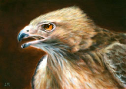 Hawk, Oil on Gessobord, 5x7, 2007.