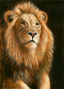 Lion, Oil on Panel, 5x7, 2007. 