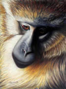 Golden Monkey, Soft Pastel, 2007.
