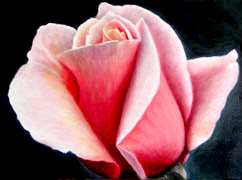 Rose Macro, Oil on Canvas, 18x24, 2007.