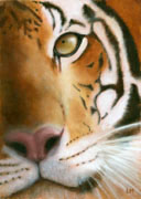 Tiger Eye, Oil on Panel, 5x7, 2007. 