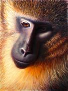 Monkey in Oils, Oils on Gessobord, 9x12, 2009.