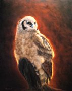 Owl, Oil on Panel, 11x14, 2009.
