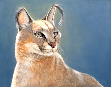Bright Eyes - Caracal, Oil on Panel, 11x14, 2010.