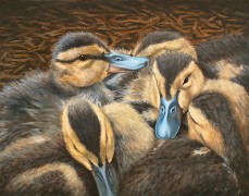 Pile o' Ducklings, Oil on Panel, 11x14, 2010.