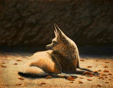 Sunny Spot - Bat-Eared Fox, Oil on Panel, 11x14, 2010.