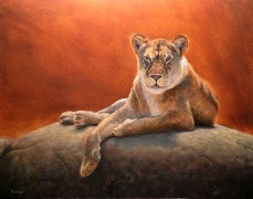 Lioness, Oil on Panel, 11x14, 2010.