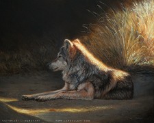 Last Light - Mexican Wolf, Oil on Panel, 16x20, 2011.