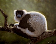 Black and White Ruffed Lemur, Oil on Panel, 12x16, 2012.