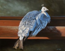 Rustic Elegance - White Peahen, Oil on Panel, 11x14, 2012.
